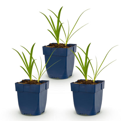 Agapanthus africanus Albus, lot de trois plants vivaces de Lys Africain en pots bleus, feuillage vert, sur fond blanc.