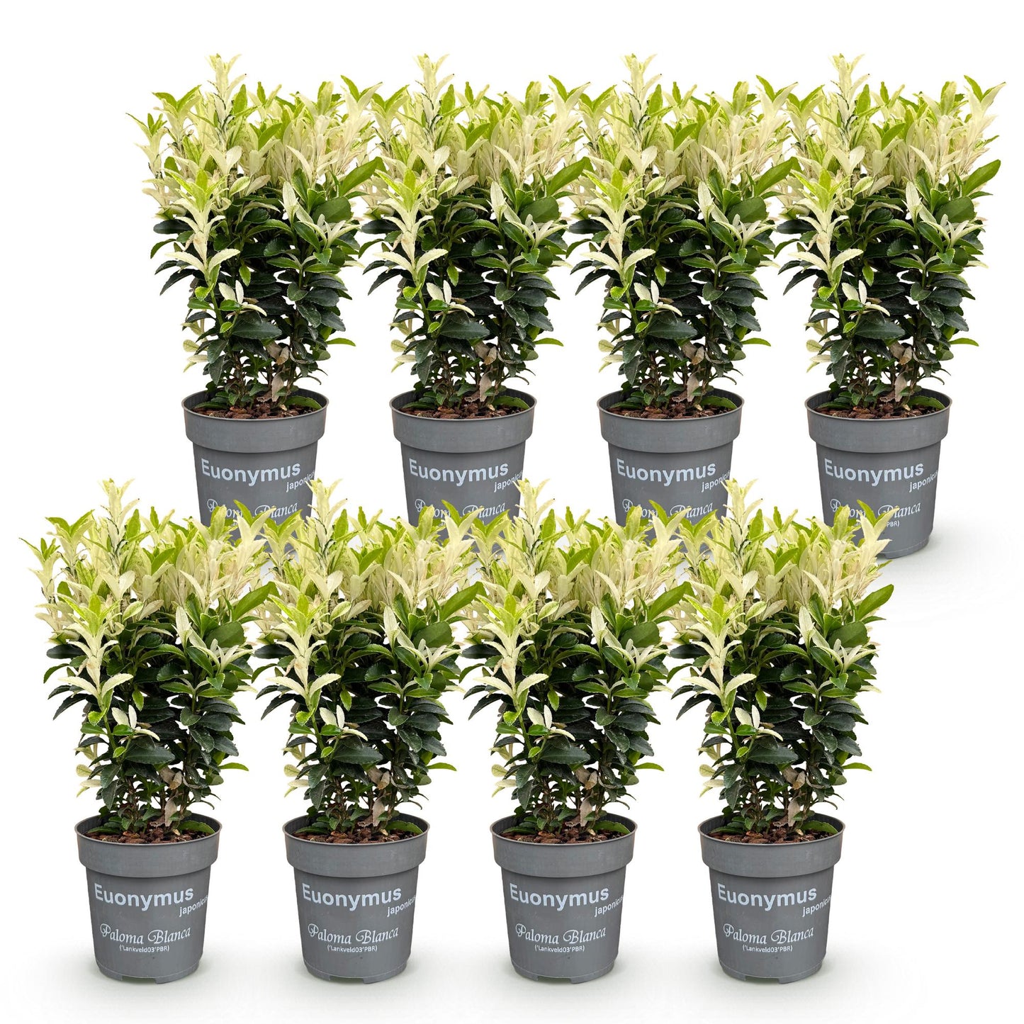Euonymus japonica Paloma Blanca. Lot de 8 fusains persistants en pots sur fond blanc, feuillage bicolore vert foncé et vert clair.
