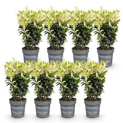 Euonymus japonica Paloma Blanca. Lot de 8 fusains persistants en pots sur fond blanc, feuillage bicolore vert foncé et vert clair.