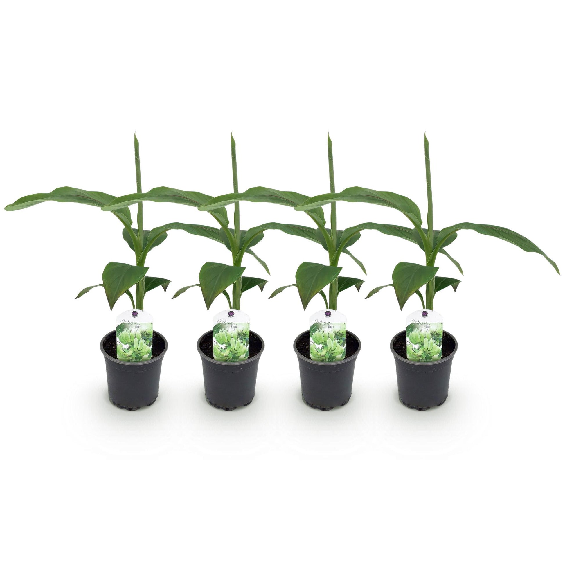 Musa Basjoo : Quatre plants de bananier du Japon, avec de larges feuilles vertes, présentés dans leurs pots noirs sur un fond blanc.