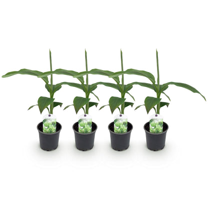 Musa Basjoo : Quatre plants de bananier du Japon, avec de larges feuilles vertes, présentés dans leurs pots noirs sur un fond blanc.