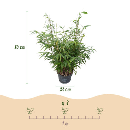 Fargesia robusta Pingwu : dimensions du bambou non envahissant de 80 cm de haut en pot de 23 cm et espacement de plantation de 1 mètre.