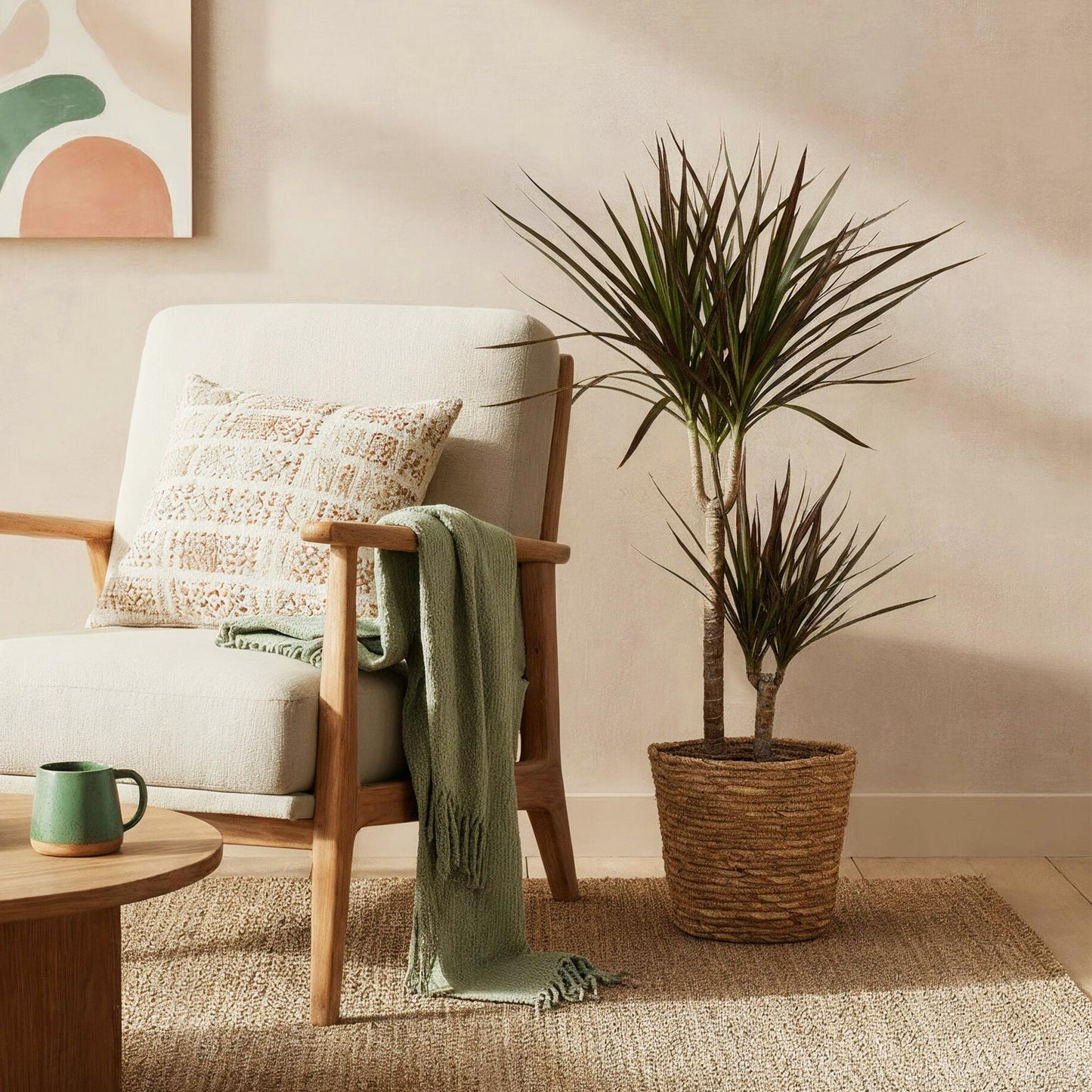Plantes d'intérieur - Dracaena Magenta - Arbre à sang de dragon - Peu d'entretien - avec panier - Rouge - 1 Plante - Pot 21cm - Hauteur 90-100cm