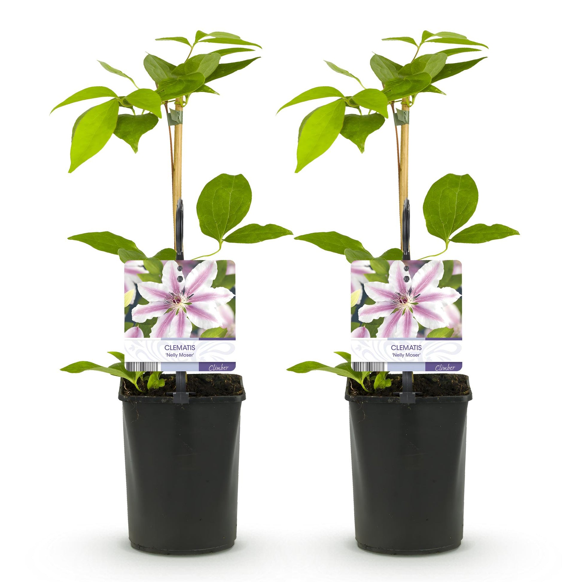 Clématite Nelly Moser. Lot de deux plants en pot, avec des fleurs bicolores rose et blanc.