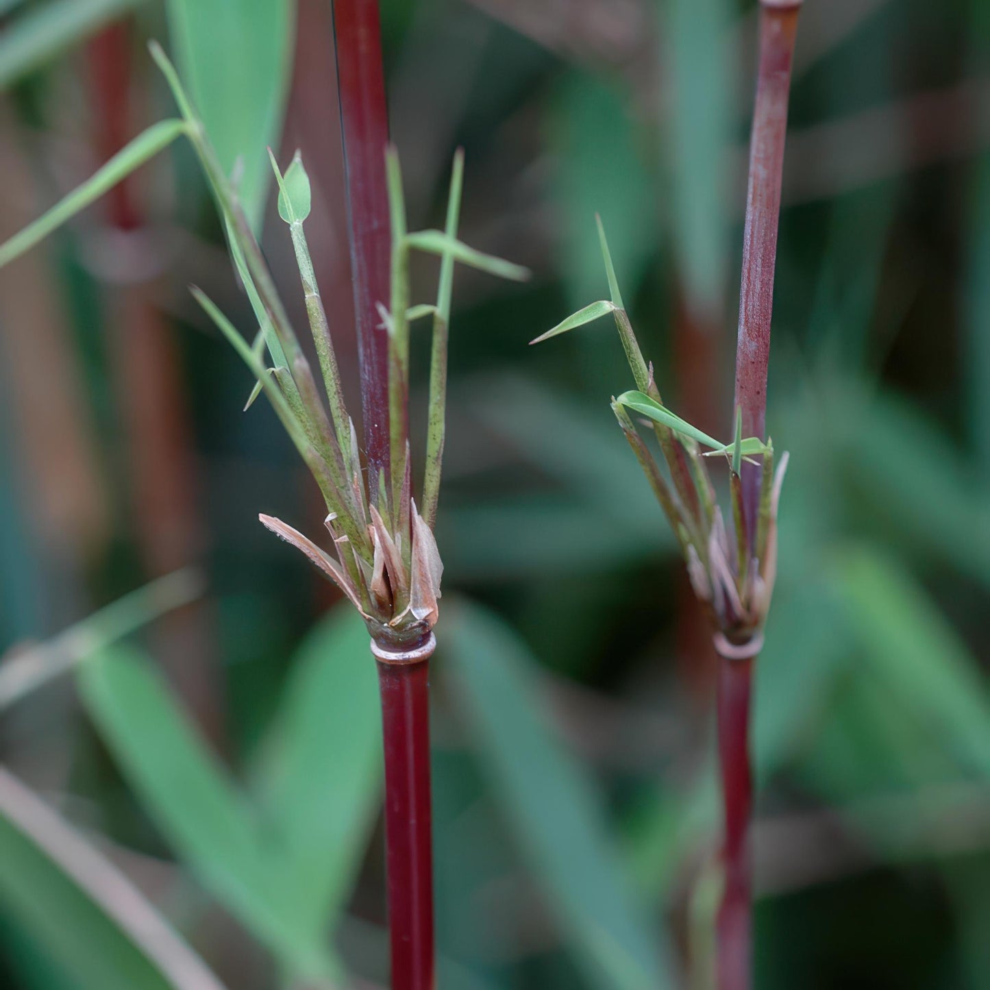 Bambou Fargesia Red Dragon, gros plan sur les jeunes pousses vertes et les tiges rouge-brun distinctives de ce bambou non envahissant.