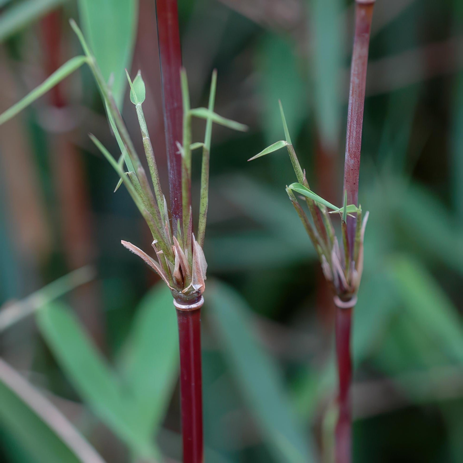 Bambou Fargesia Red Dragon, gros plan sur les jeunes pousses vertes et les tiges rouge-brun distinctives de ce bambou non envahissant.