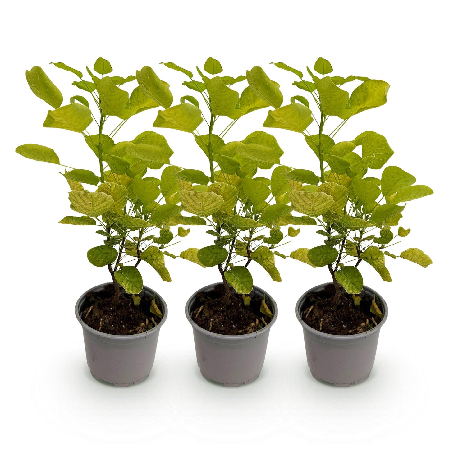 Cotinus coggyria Golden Spirit. Trois jeunes plants en pot, aux feuilles vert clair, alignés sur un fond blanc uni.