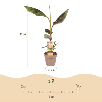 Musa Ever Red. Infographie montrant un bananier en pot mesurant 90 cm de haut et 21 cm de diamètre, avec un espacement de plantation de 1 mè