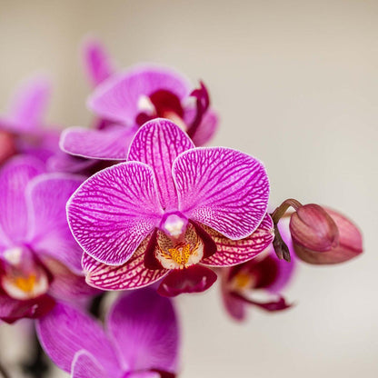 Orchidée Phalaenopsis violette en pot