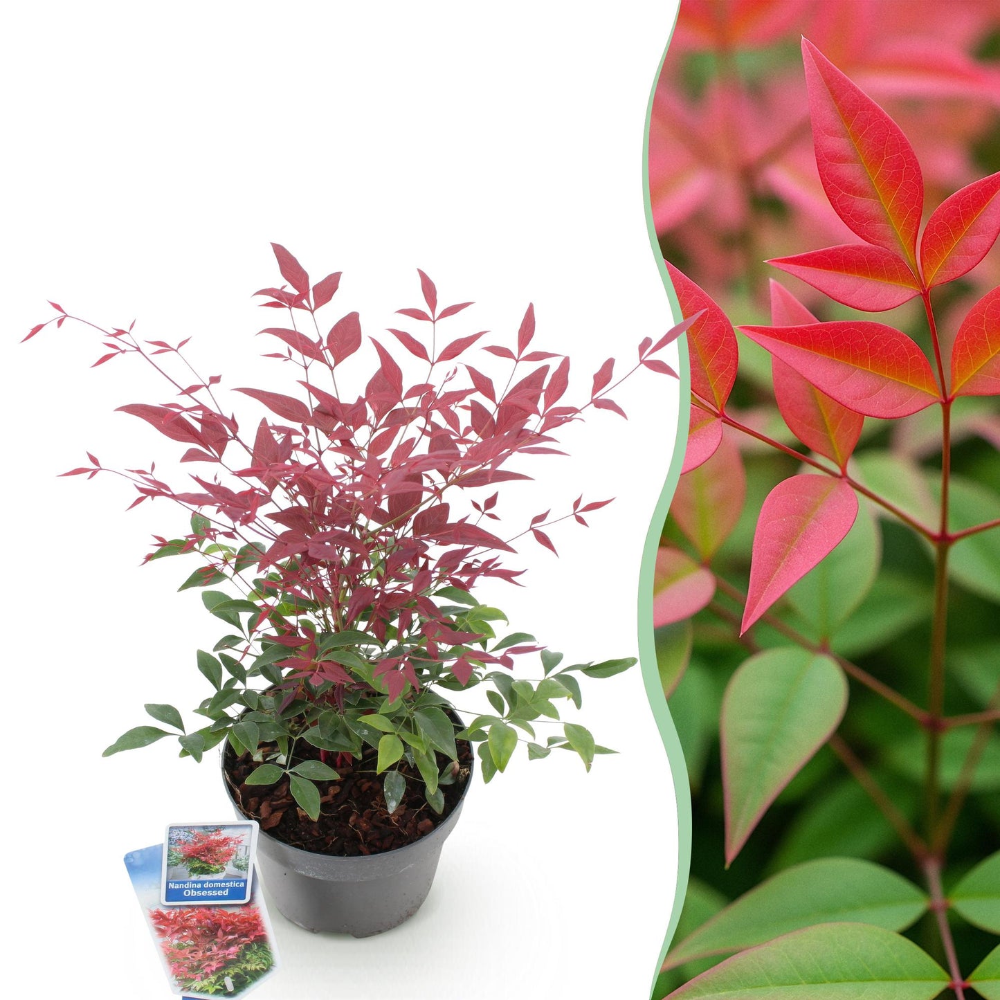 Nandina Obsessed, plant en pot avec feuillage rouge et vert, juxtaposé à un gros plan de ses feuilles colorées.