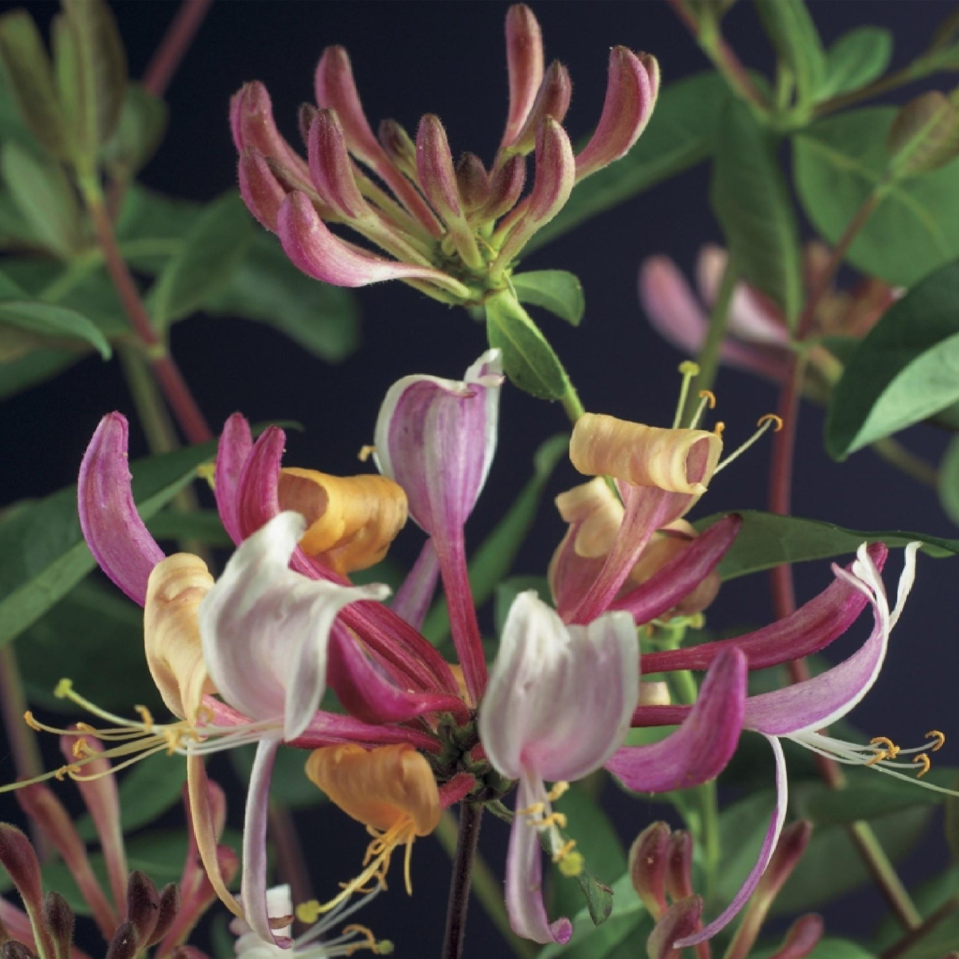 Chèvrefeuille Lonicera Serotina : Gros plan sur les délicates fleurs tubulaires roses et blanches de la plante, sur fond de feuillage vert.