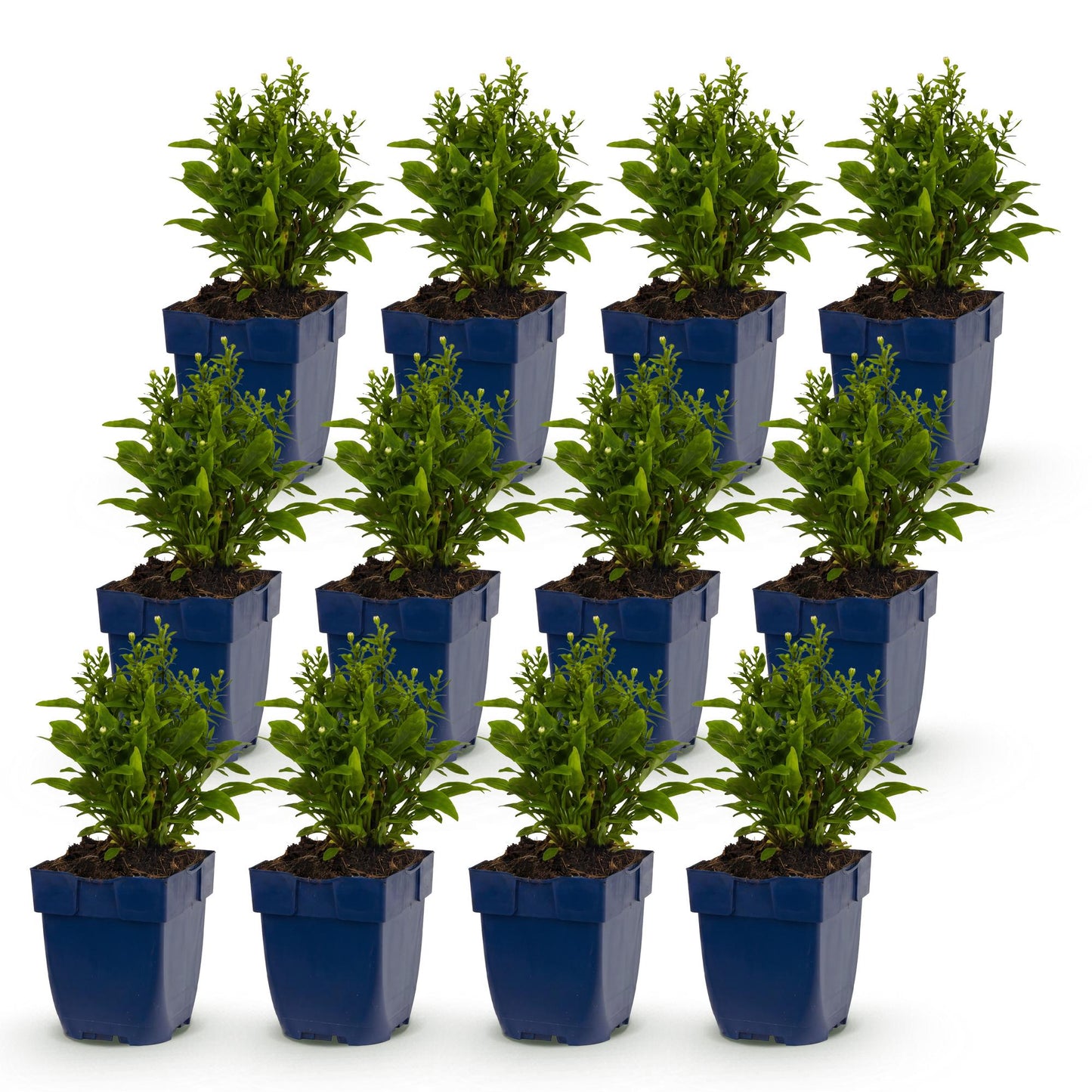 Aster de mer 'Schneekissen'. Lot de 12 plants vivaces en pots bleus, avec feuillage vert et petites fleurs blanches, sur fond blanc.