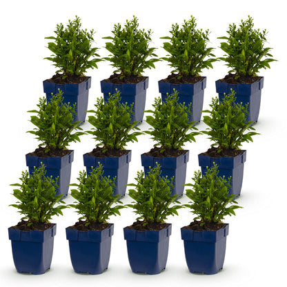 Aster de mer 'Schneekissen'. Lot de 12 plants vivaces en pots bleus, avec feuillage vert et petites fleurs blanches, sur fond blanc.