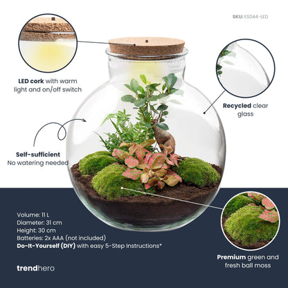 Grand kit terrarium bonsaï : Sans outils, avec bouchon LED
