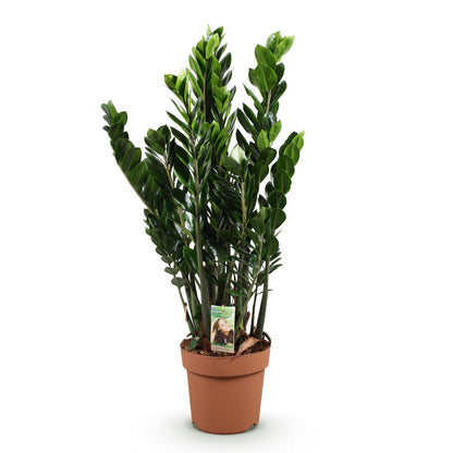 Plantes d'intérieur - Zamioculcas - Plante ZZ - Peu d'entretien - Vert - 1 Plante - Pot de 21 cm - Hauteur 80-90 cm