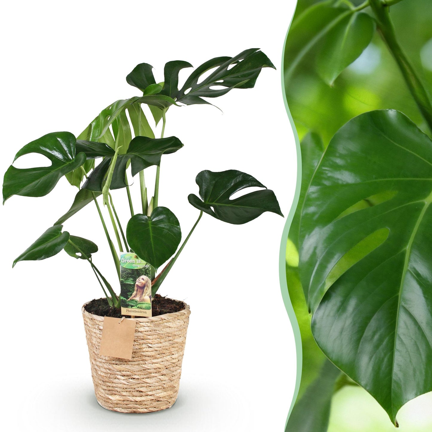 Plantes d'intérieur - Monstera Deliciosa - Plante à trous - Peu d'entretien - avec panier - Vert - 1 Plante - Pot 17cm - Hauteur 50-55cm