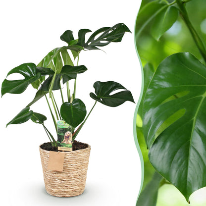 Plantes d'intérieur - Monstera Deliciosa - Plante à trous - Peu d'entretien - avec panier - Vert - 1 Plante - Pot 17cm - Hauteur 50-55cm
