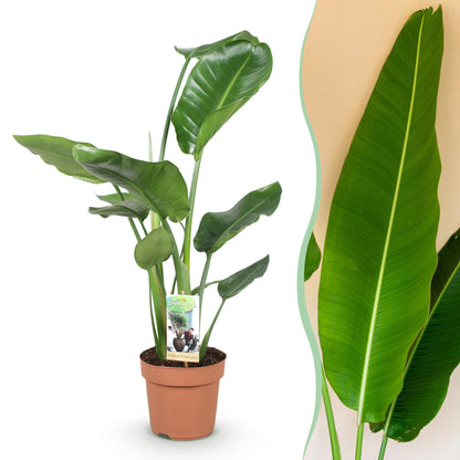 Plantes d'intérieur - Stelitzia Nicolai - Fleur de paradis - Peu d'entretien - Vert - 1 Plante - Pot 17cm - Hauteur 70-90cm