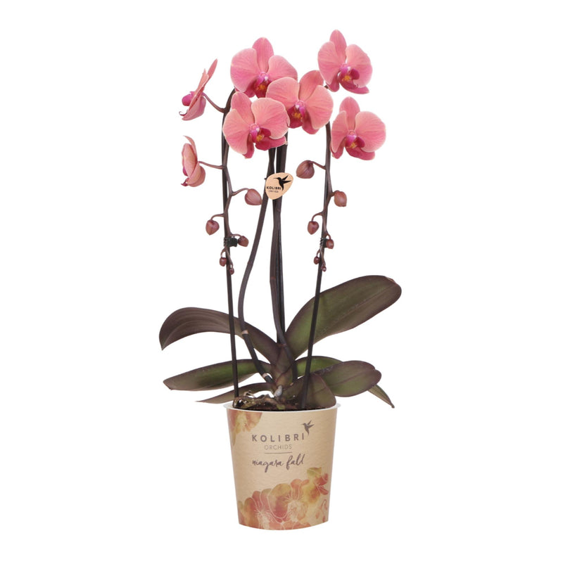 Orchidée Phalaenopsis 'Narbonne' rose saumon (Phalaenopsis) - Pot 12 cm