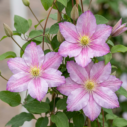 Clématite 'Piilu' (Clematis) - grimpante à grandes fleurs rose et blanc