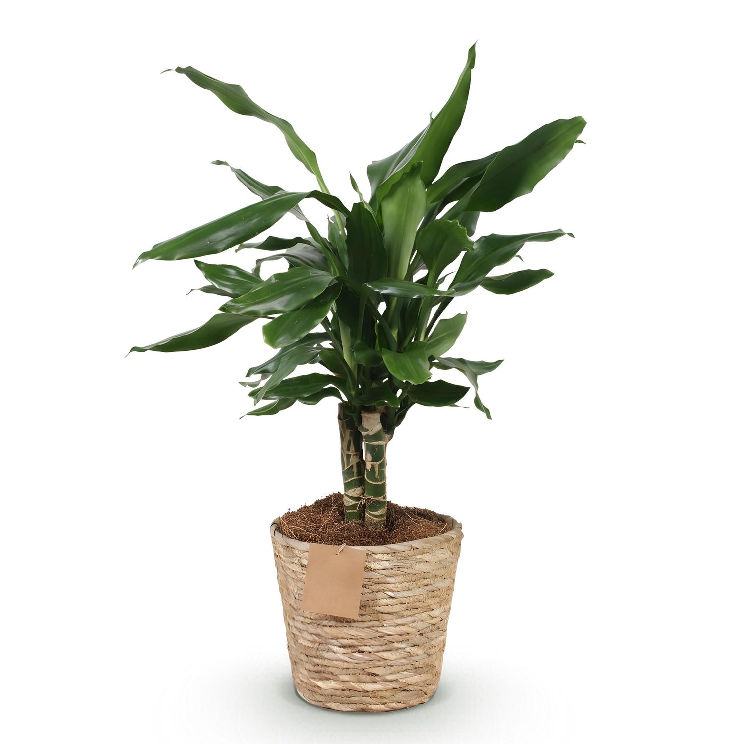 Magnifique Dracaena fragrans Steudneri aux feuilles vertes luxuriantes dans un pot tressé en fibres naturelles et un terreau brun