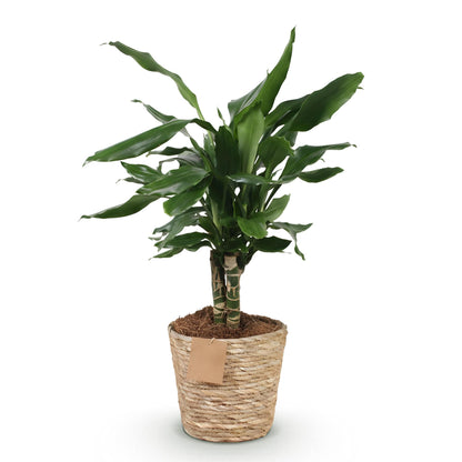 Plantes d'intérieur - Dracaena fragrans Steudneri - Arbre à dragon - Peu d'entretien - avec panier - Vert - 1 Plante - Pot 17cm - Hauteur 50-55cm