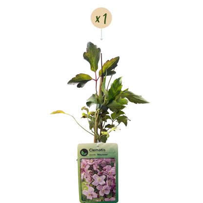 Clématite de montagne 'Mayleen' (Clematis montana) - grimpante parfumée