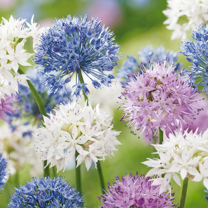 Massif de fleurs d'Ail d'ornement 'Buzzing Beauties' aux teintes bleues, violettes et blanches.