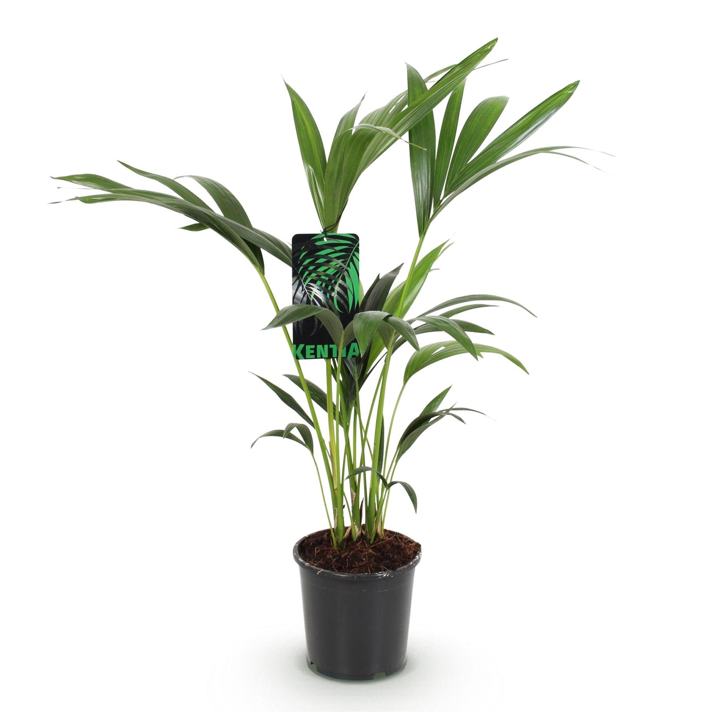Plante d'intérieur - Howea Forsteriana - Palmier Kentia - Peu d'entretien - Vert - 1 plante - Pot 17cm - Hauteur 70-75cm