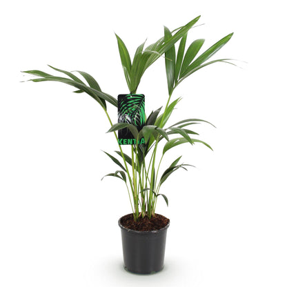 Plante d'intérieur - Howea Forsteriana - Palmier Kentia - Peu d'entretien - Vert - 1 plante - Pot 17cm - Hauteur 70-75cm