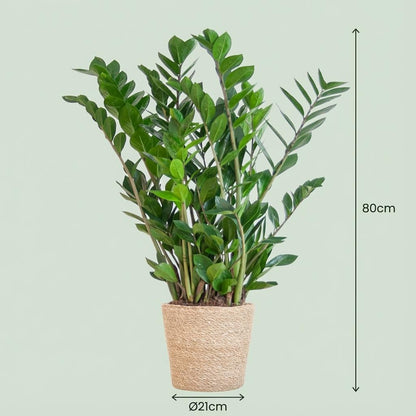 Zamioculcas Zamiifolia avec panier Zeegras naturel  - 80cm - Ø21