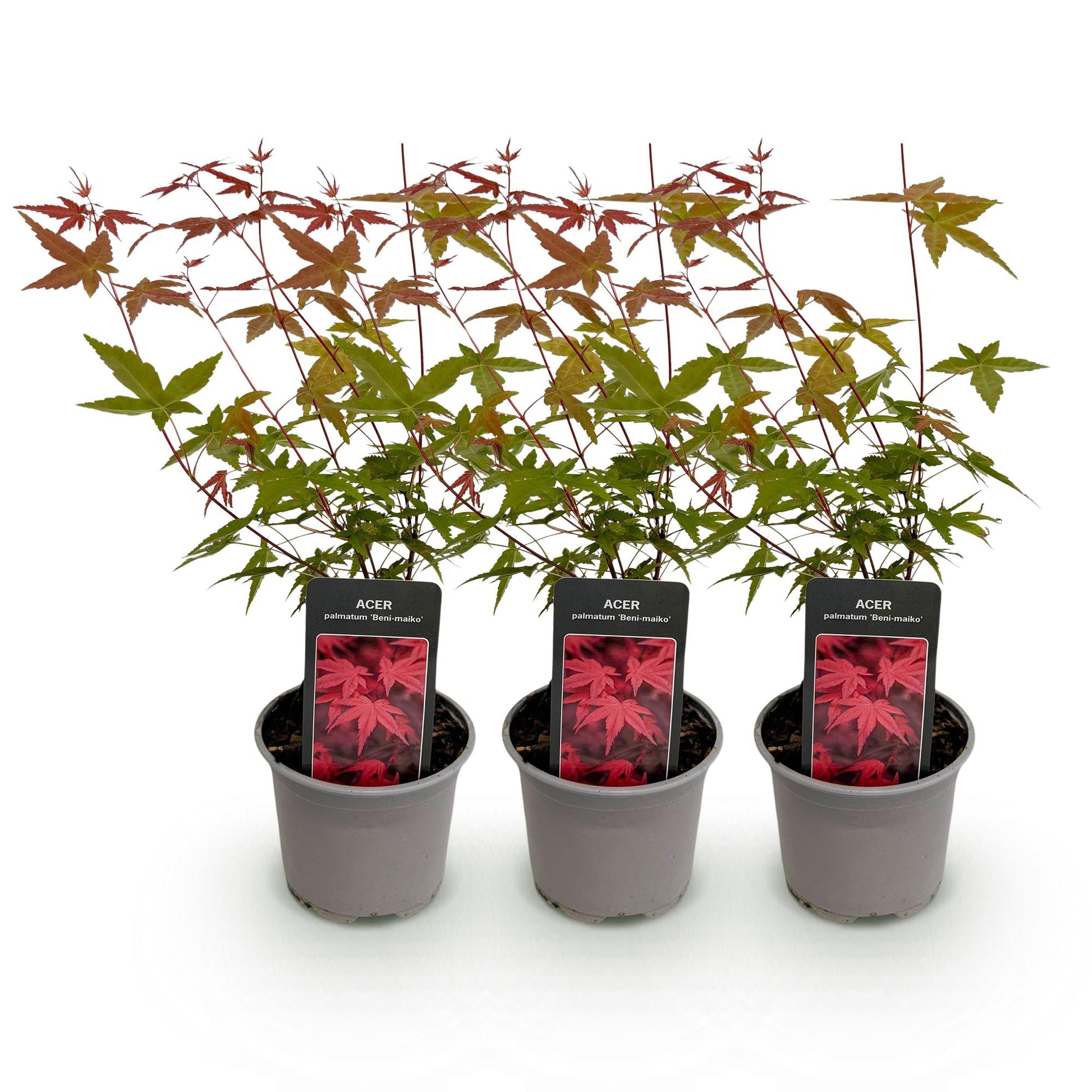 Acer palmatum 'Beni-maiko'. Trois jeunes plants en pot avec des feuilles caduques vertes et rouges, présentés sur fond blanc.