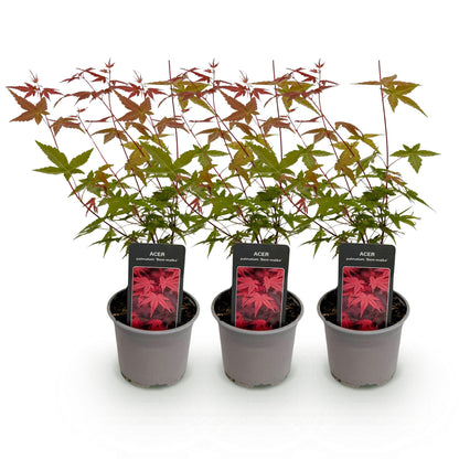 Acer palmatum 'Beni-maiko'. Trois jeunes plants en pot avec des feuilles caduques vertes et rouges, présentés sur fond blanc.