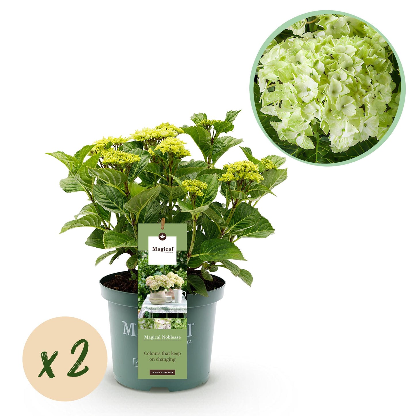Hortensia Hydrangea Magical Nobless en pot avec une étiquette, les fleurs initialement vert lime deviendront blanches. Bulle 'x2'.