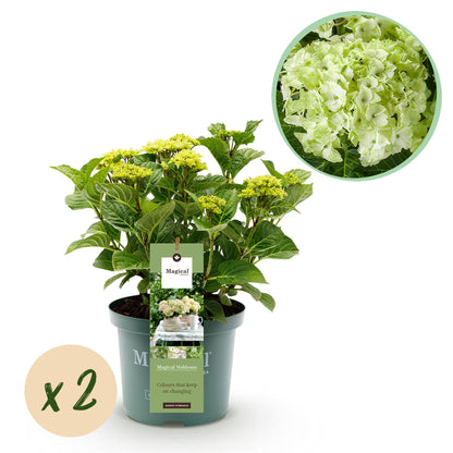 Hortensia Hydrangea Magical Nobless en pot avec une étiquette, les fleurs initialement vert lime deviendront blanches. Bulle 'x2'.