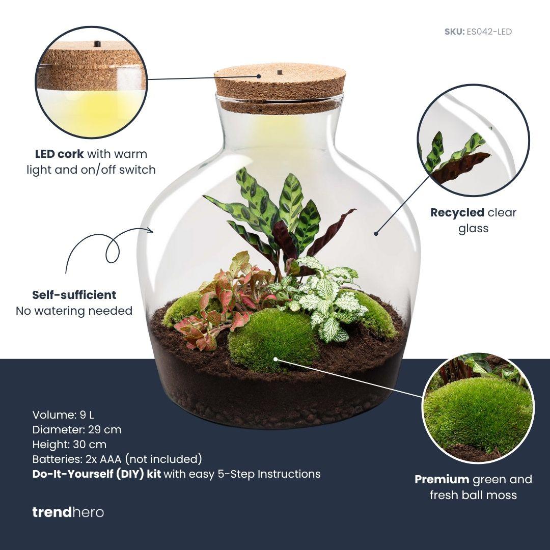 Grand kit terrarium lumineux Calathea et Fittonia, bocal Ø 29 cm à bouchon LED, avec ou sans outils