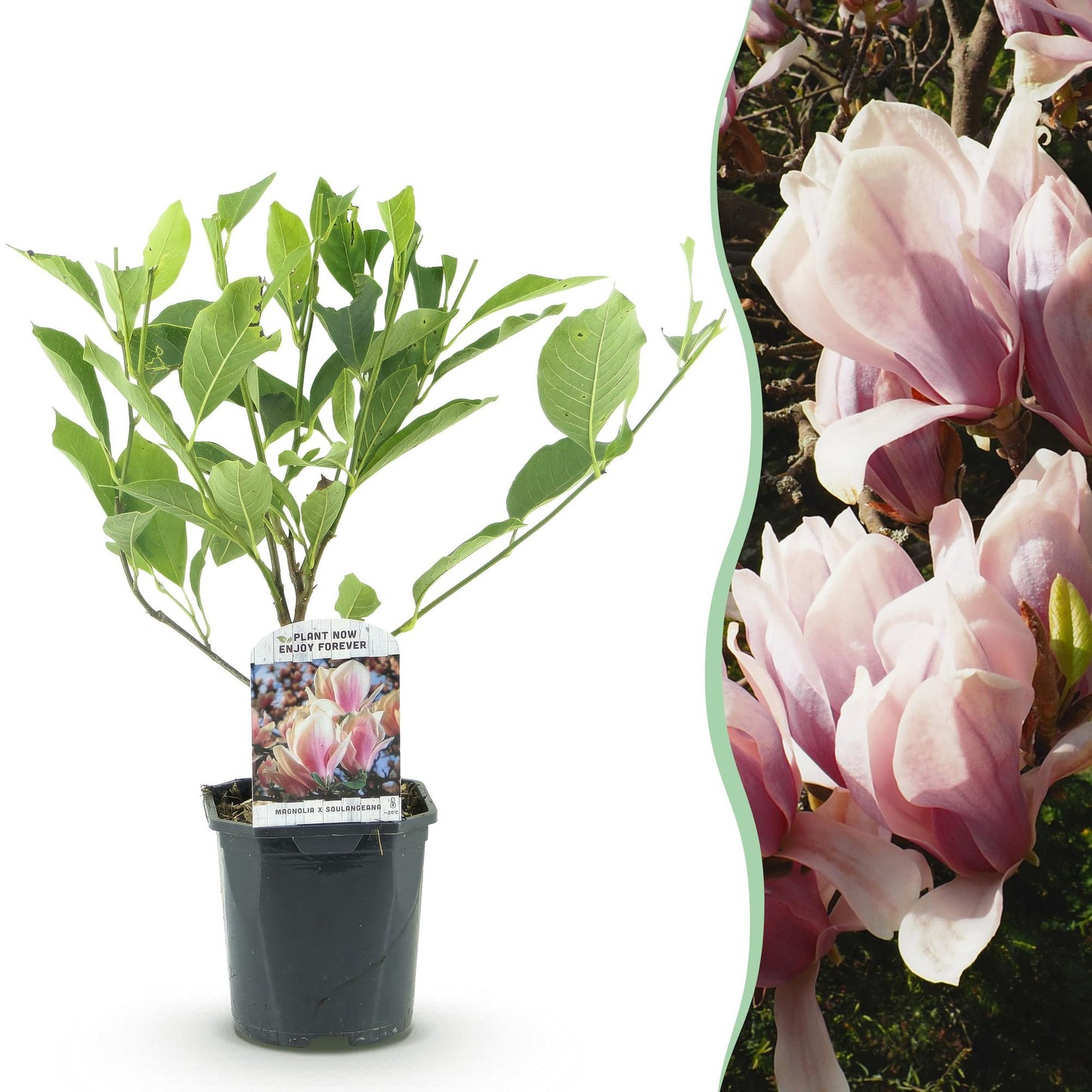 Magnolia Soulangiana en pot à gauche, et gros plan de ses fleurs rose clair en arrière-plan à droite. Prêt à planter.
