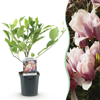 Magnolia Soulangiana en pot à gauche, et gros plan de ses fleurs rose clair en arrière-plan à droite. Prêt à planter.