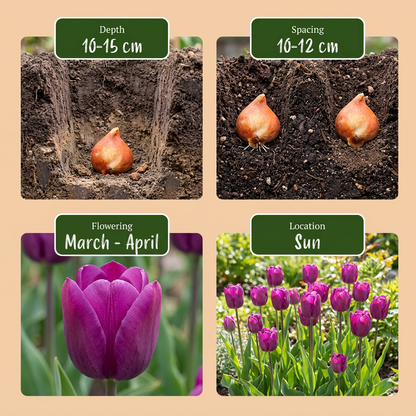 Guide de plantation des bulbes de Tulipe Triumph pourpre, incluant profondeur, espacement, floraison et exposition.