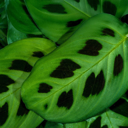 Gros plan sur les feuilles vertes de la Maranta Fascinator Kerchoveana, avec leurs taches distinctives marron foncé