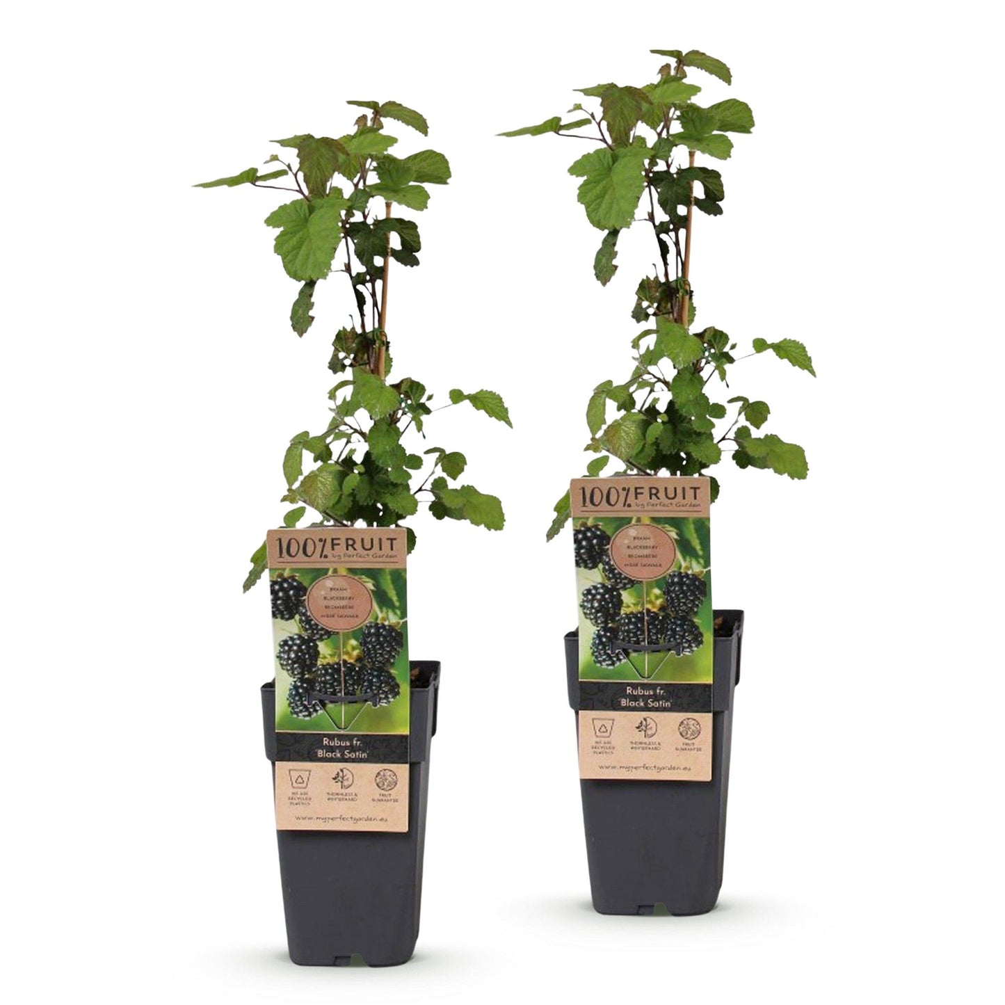 Rubus fruticosus Black Satin. Lot de deux plants de mûrier en pots noirs, avec leurs étiquettes montrant des mûres noires.