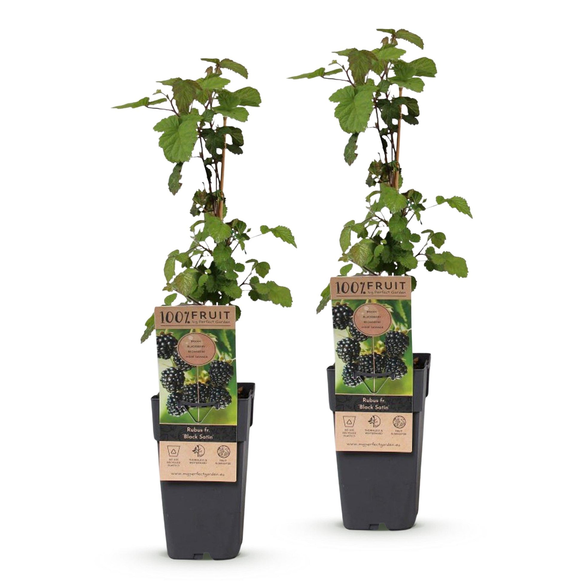 Rubus fruticosus Black Satin. Lot de deux plants de mûrier en pots noirs, avec leurs étiquettes montrant des mûres noires.