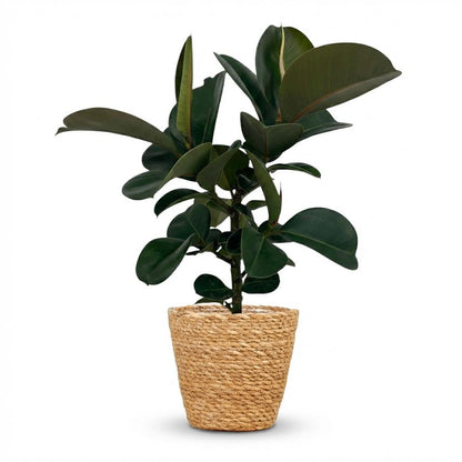 Plante d'intérieur - Plante caoutchouc - Ficus Elastica Cloe - Vert - Peu d'entretien - 1 Plante - avec Panier - Pot 19cm - Hauteur 65cm