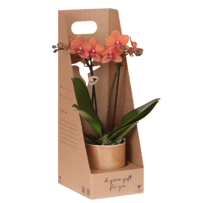 Orchidée Phalaenopsis en boîte cadeau kraft avec cache-pot céramique
