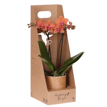 Orchidée Phalaenopsis en boîte cadeau kraft avec cache-pot céramique