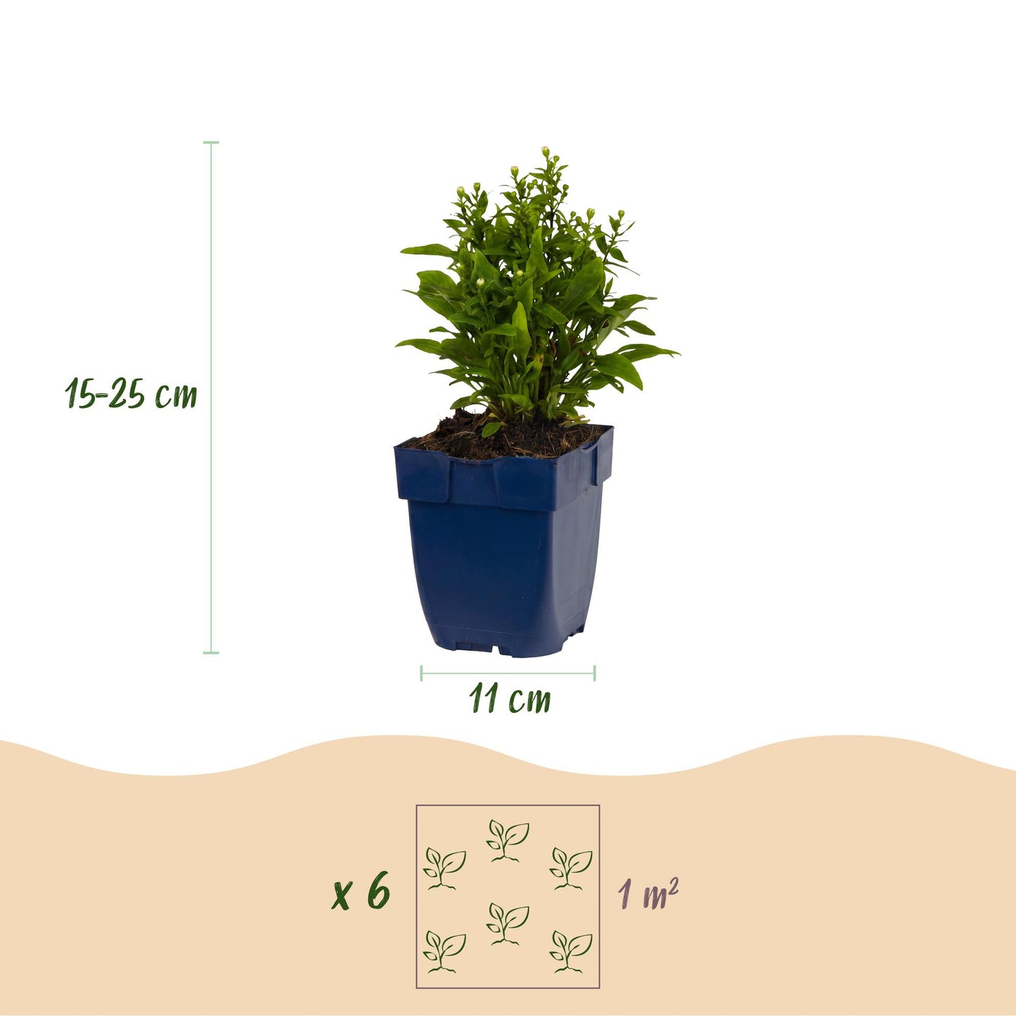 Aster 'Schneekissen' en pot bleu mesurant 11 cm, indiquant une hauteur de 15-25 cm et un espacement de 6 plants par m² pour la plantation.
