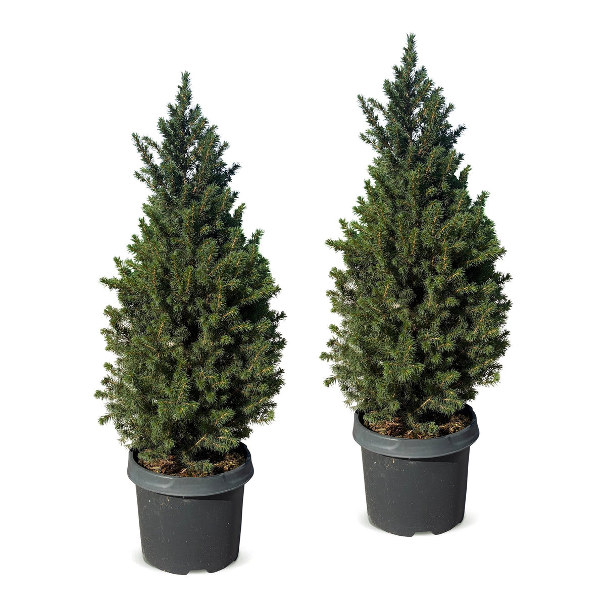 Épicéa de l'Alberta 'Conica' lot de 2 sapins en pot de 23 cm