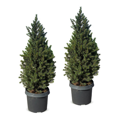 Épicéa de l'Alberta 'Conica' lot de 2 sapins en pot de 23 cm