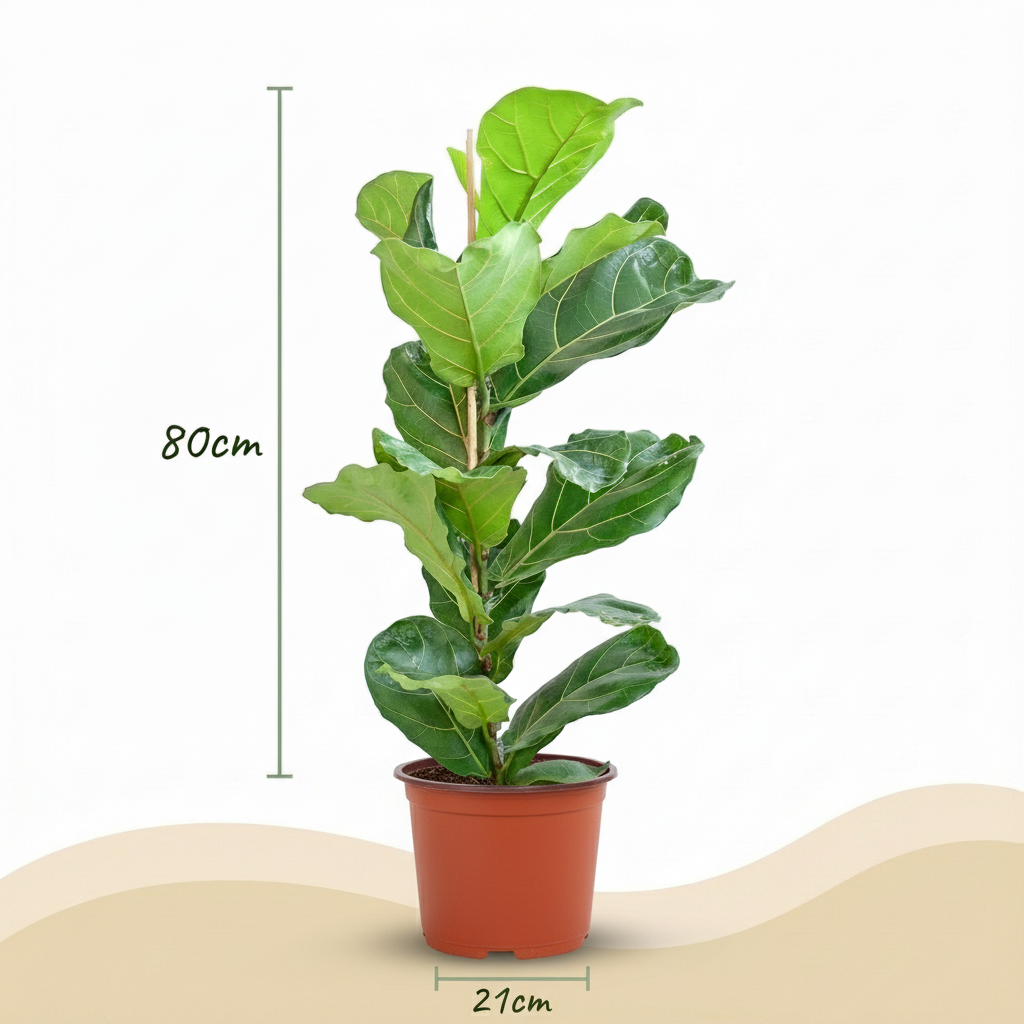 Ficus Lyrata avec pot Potter blanc - 80cm - Ø21