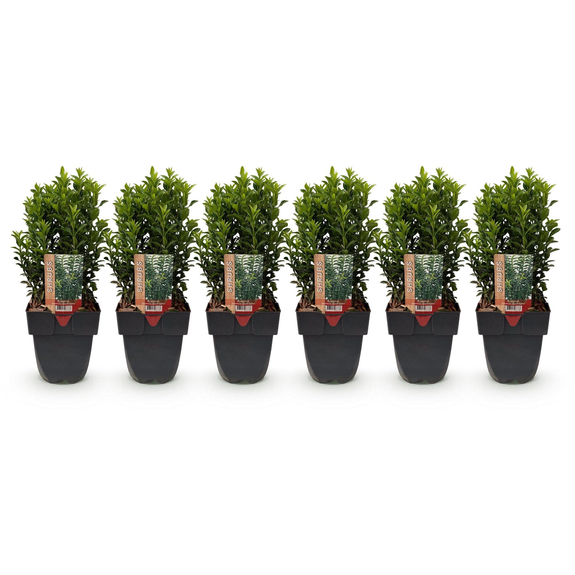 Euonymus japonica Green Spire : lot de 6 plantes en pot, alignées sur fond blanc, prêtes à être plantées pour une haie de 1 mètre linéaire.